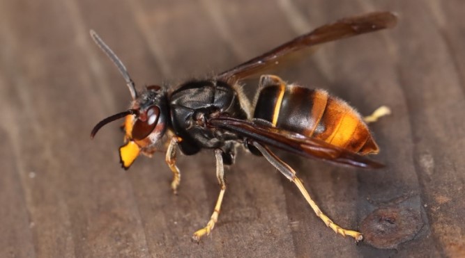 特定外来生物「ツマアカスズメバチ」の働き蜂と営巣を福岡県内で確認